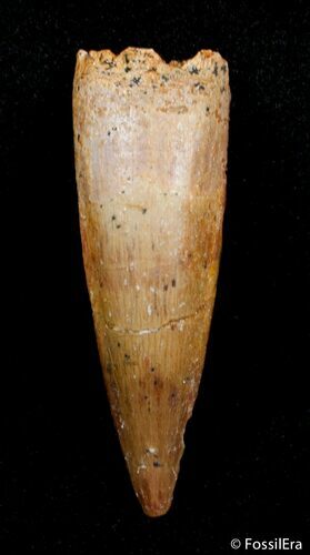 Inch Spinosaurus Tooth - Great Preservation #2811